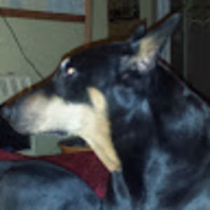 Meet your Posher, William